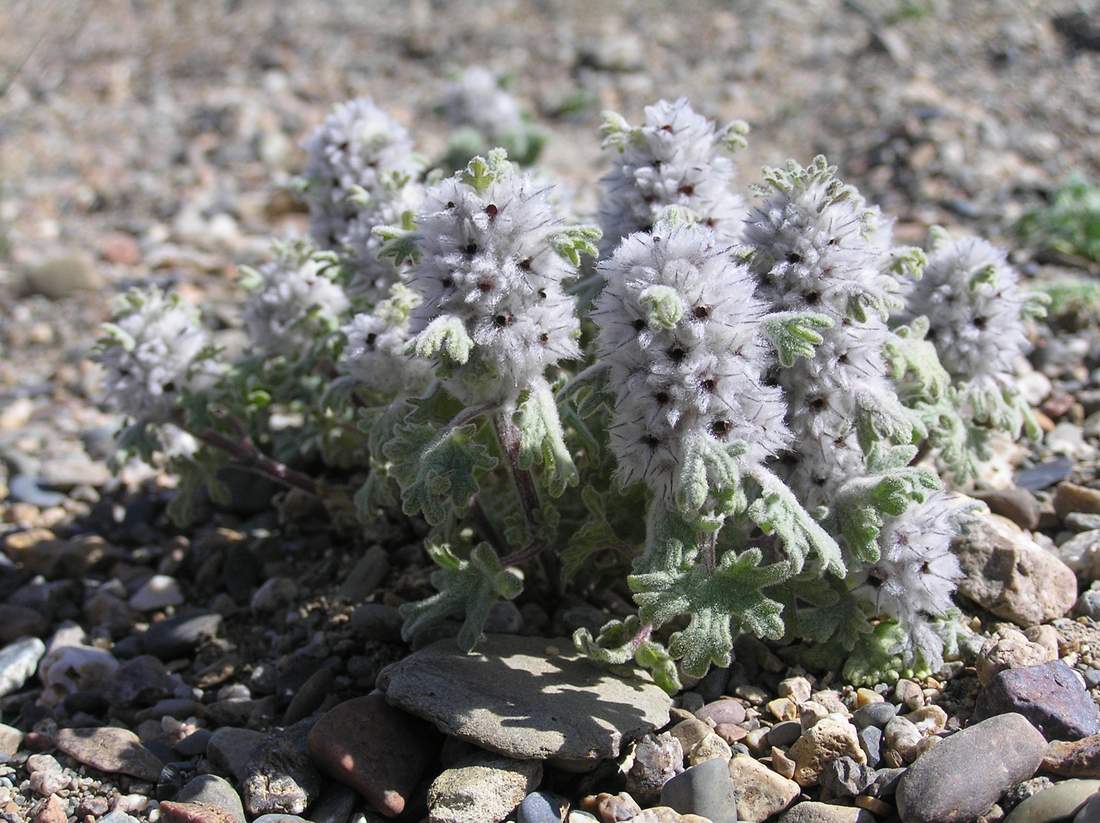 Image of Lagopsis marrubiastrum specimen.