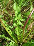 Taraxacum marklundii