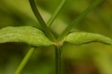 Valerianella locusta