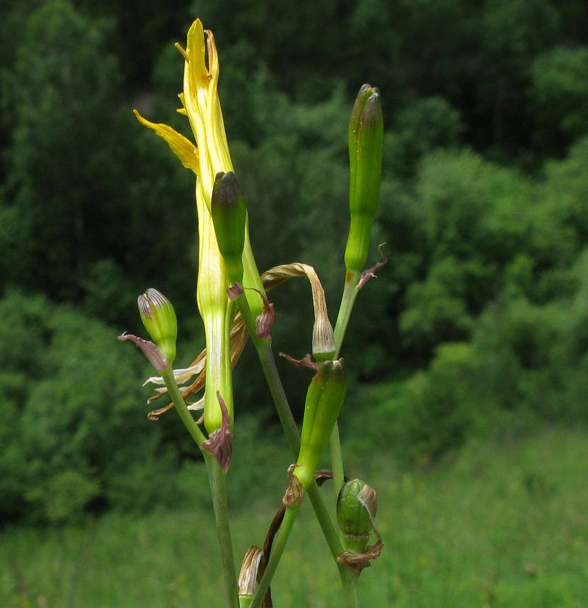 Image of Hemerocallis minor specimen.