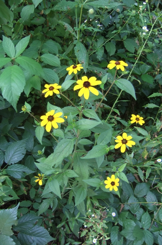 Изображение особи Rudbeckia triloba.