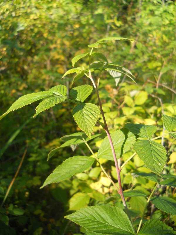 Изображение особи Rubus idaeus.