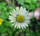 Bellis perennis. Соцветие-корзинка. Украина, Ивано-Франковская обл., Надворнянский р-н, природный заповедник \"Горганы\", урочище Джурджи, заброшенная дорога в еловом лесу. 18 июня 2011 г.