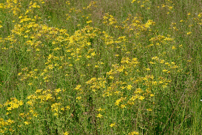 Image of Hypericum maculatum specimen.