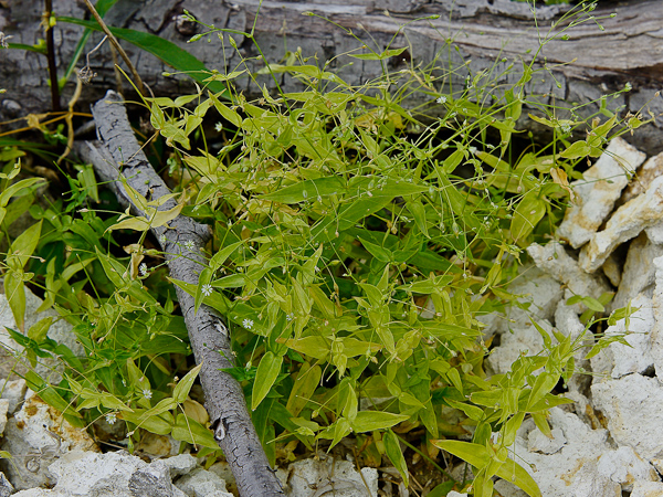 Image of Stellaria fenzlii specimen.