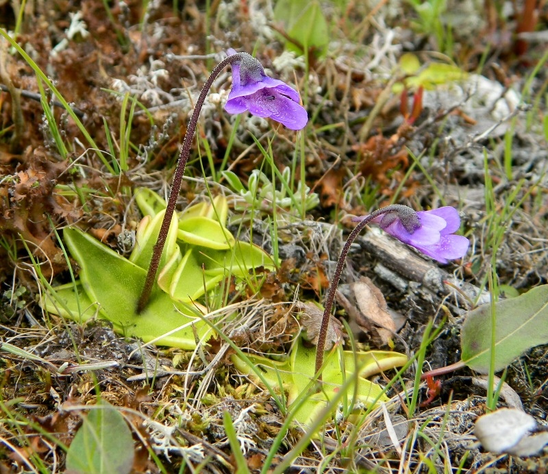 Изображение особи Pinguicula vulgaris.