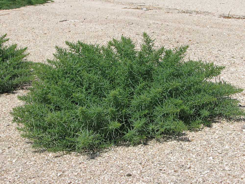 Image of genus Salsola specimen.