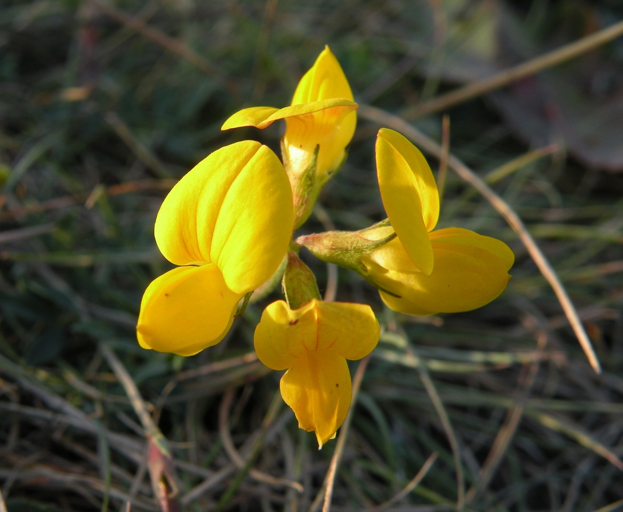 Image of genus Lotus specimen.