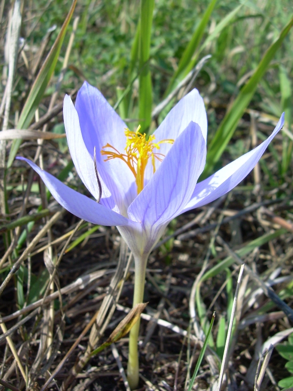 Image of Crocus speciosus specimen.