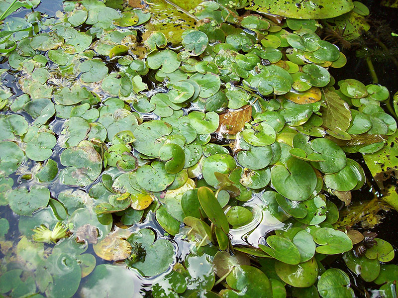 Image of Hydrocharis morsus-ranae specimen.