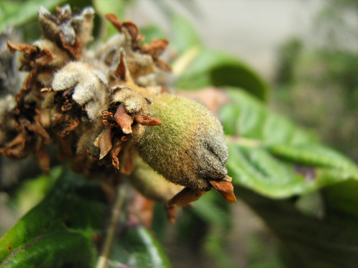 Image of Eriobotrya japonica specimen.