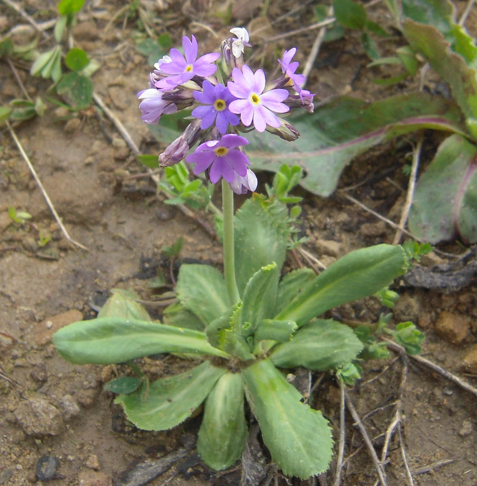 Image of Primula algida specimen.