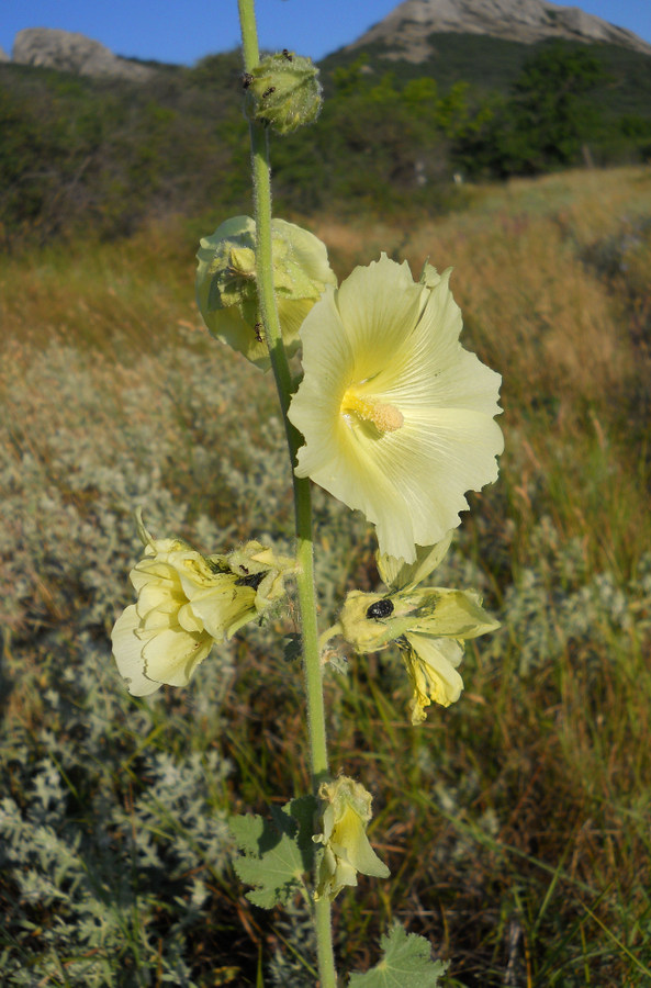 Изображение особи Alcea rugosa.