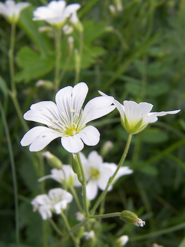 Изображение особи Cerastium arvense.