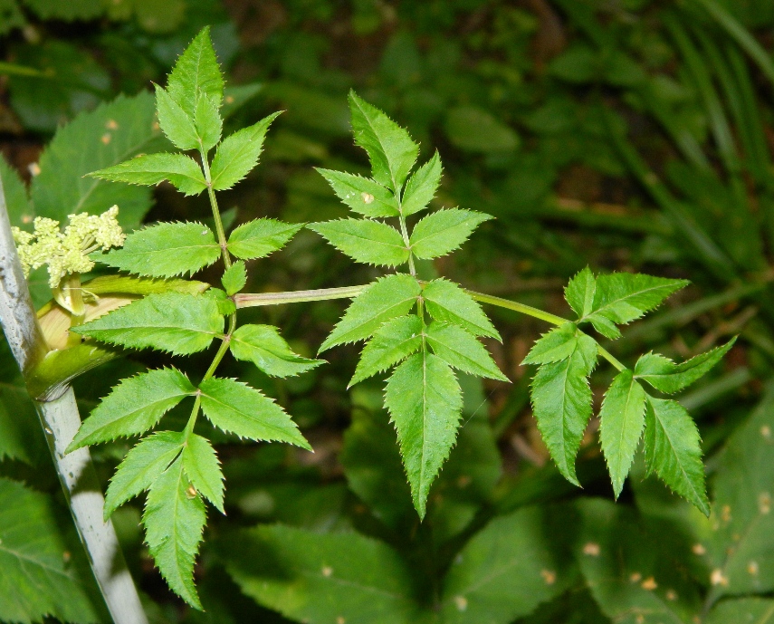 Image of Angelica sylvestris specimen.