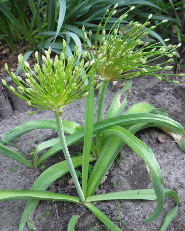 Изображение особи Allium schubertii.