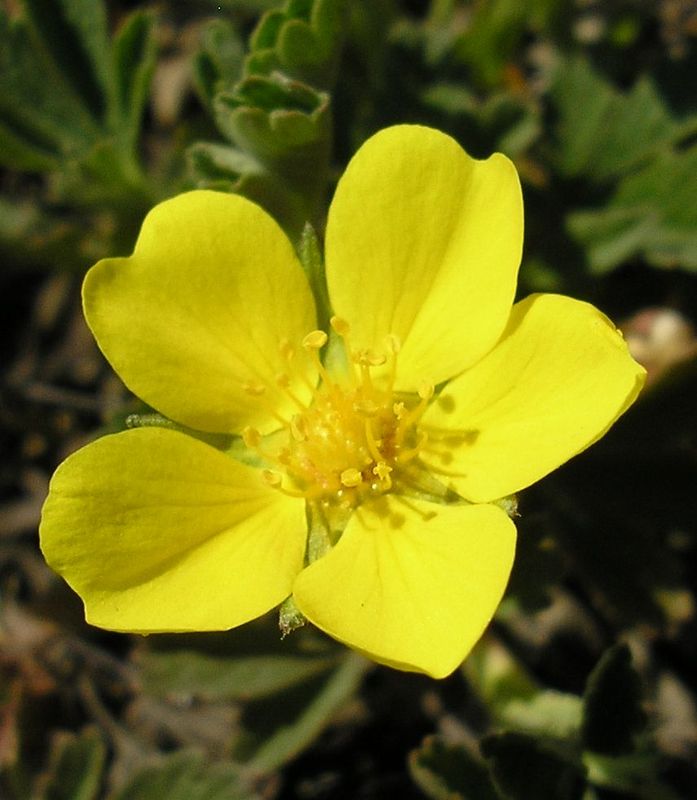 Изображение особи Potentilla incana.