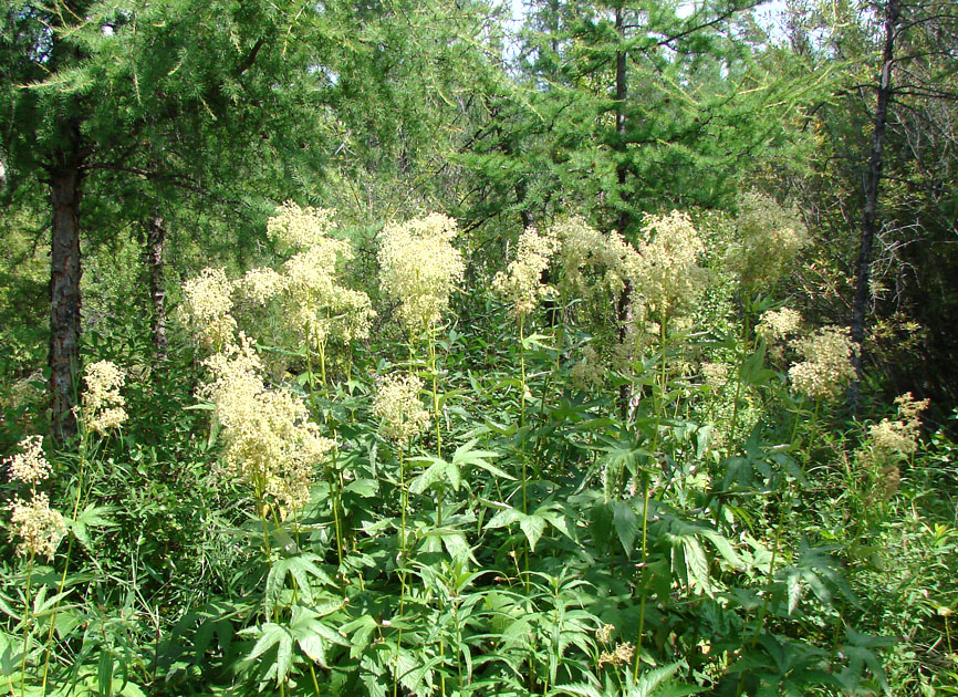 Image of Filipendula palmata specimen.