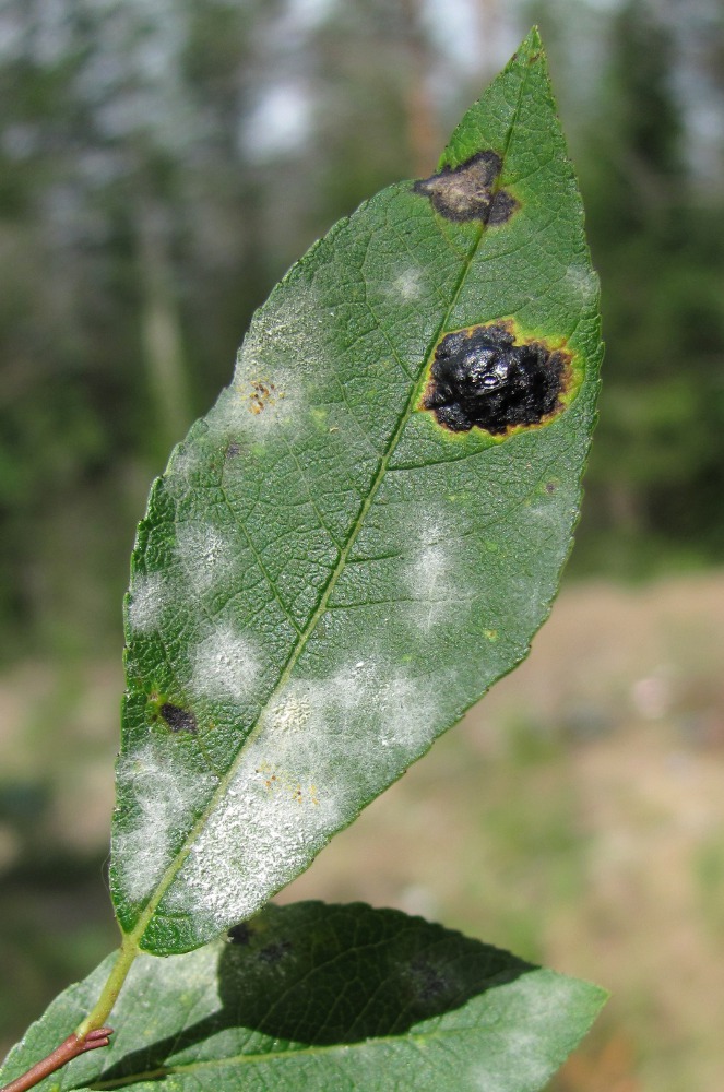 Image of Salix myrsinifolia specimen.