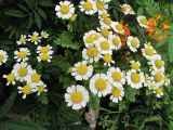 Pyrethrum parthenium. Цветущее растение. Владивосток, Ботанический сад-институт ДВО РАН. 25 августа 2012 г.