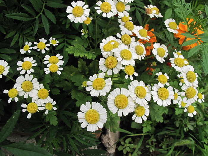 Изображение особи Pyrethrum parthenium.