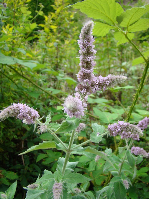 Image of Mentha longifolia specimen.