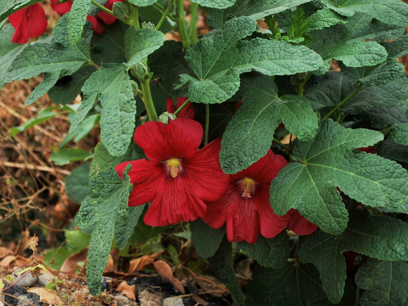 Изображение особи Alcea rosea.