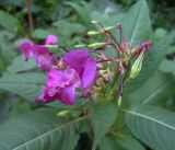 Impatiens glandulifera. Верхушка цветущего растения с цветками и плодами. Курская обл., Беловский р-н, сл. Белая. 21 августа 2006 г.