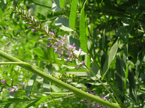 Изображение особи Glycyrrhiza glabra.