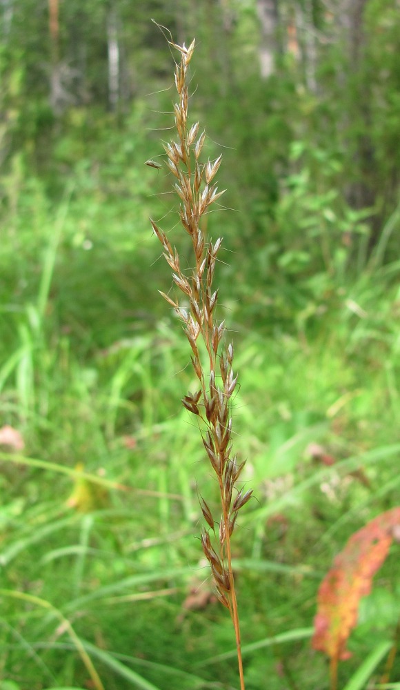 Image of Trisetum sibiricum specimen.