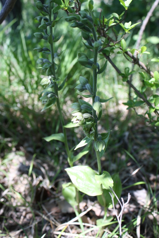 Image of Epipactis condensata specimen.