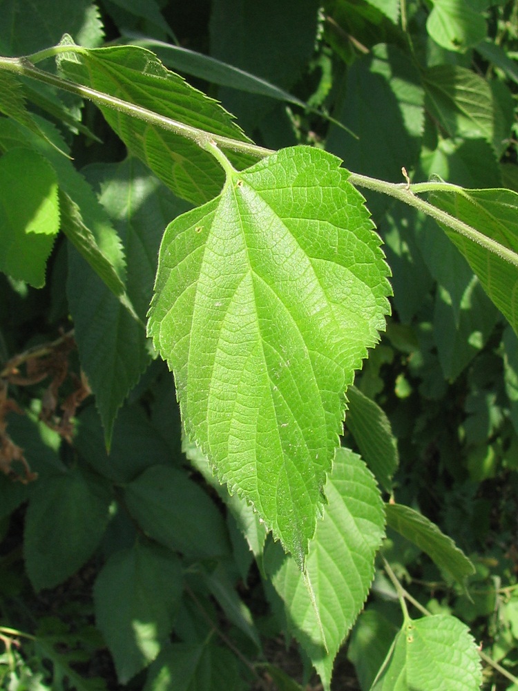 Image of Celtis occidentalis specimen.