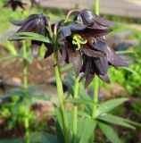 Fritillaria camschatcensis