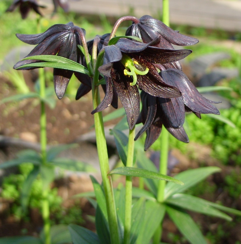 Изображение особи Fritillaria camschatcensis.