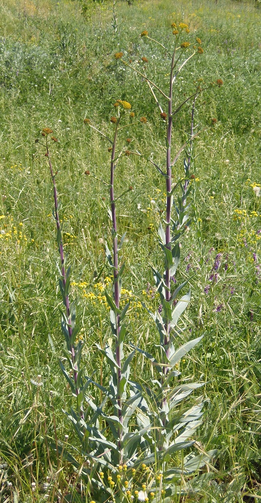 Image of genus Isatis specimen.