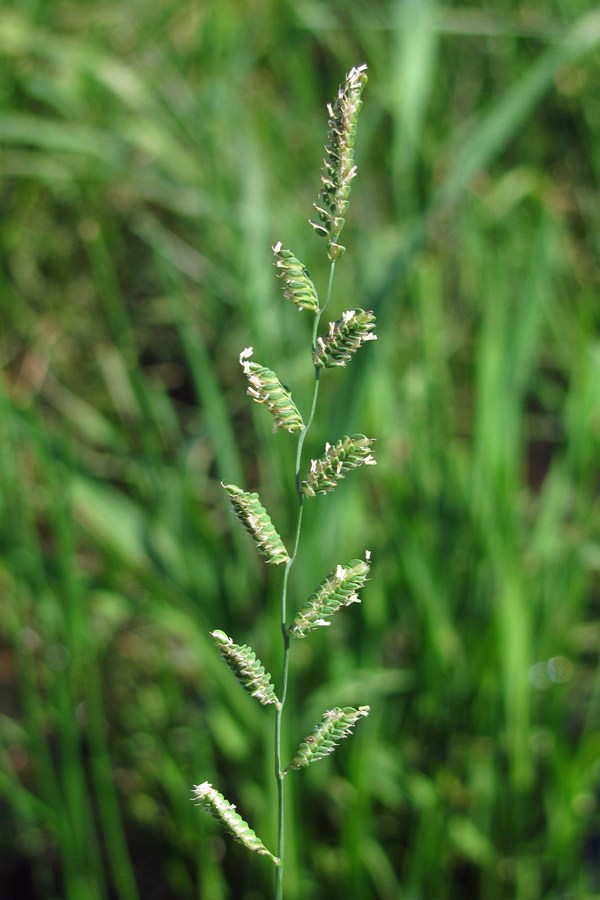 Изображение особи Beckmannia eruciformis.