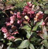 Helleborus argutifolius. Цветки и листья. Германия, г. Krefeld, Ботанический сад. 07.04.2013.