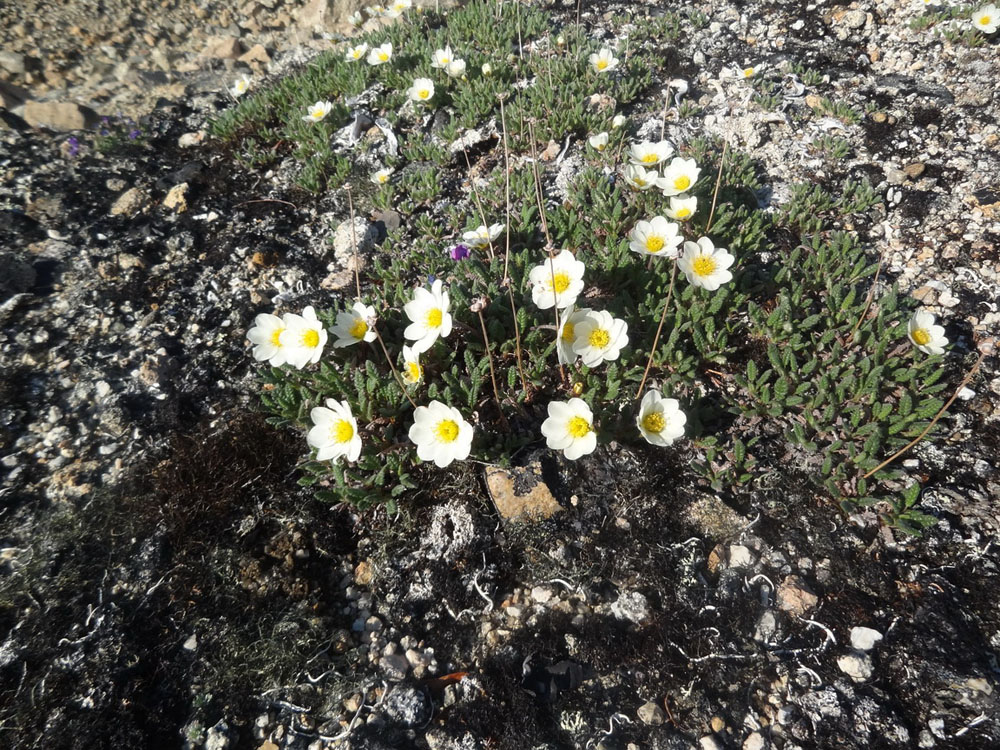 Изображение особи Dryas chamissonis var. incana.