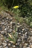 Crepis rhoeadifolia. Цветущее растение. Крым, окр. Ялты. 28 июня 2009 г.