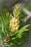 Pinus friesiana. Верхушка ветви с микростробилами. Карелия, берег одного из островов на оз. Топозеро. 12.06.2013.