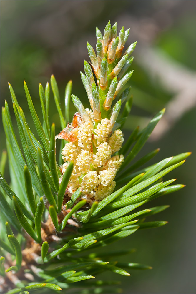 Image of Pinus friesiana specimen.