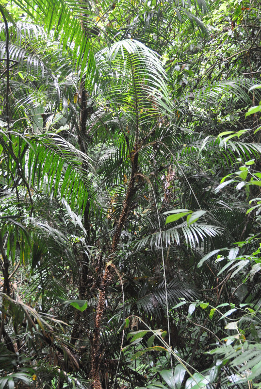 Image of genus Calamus specimen.