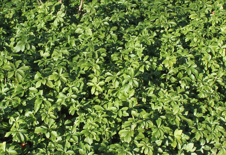 Image of Pachysandra terminalis specimen.