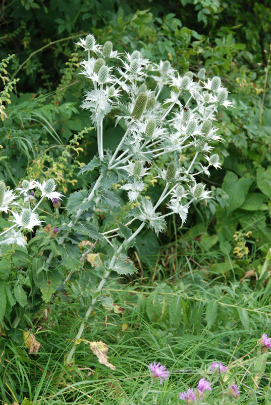 Изображение особи Eryngium giganteum.