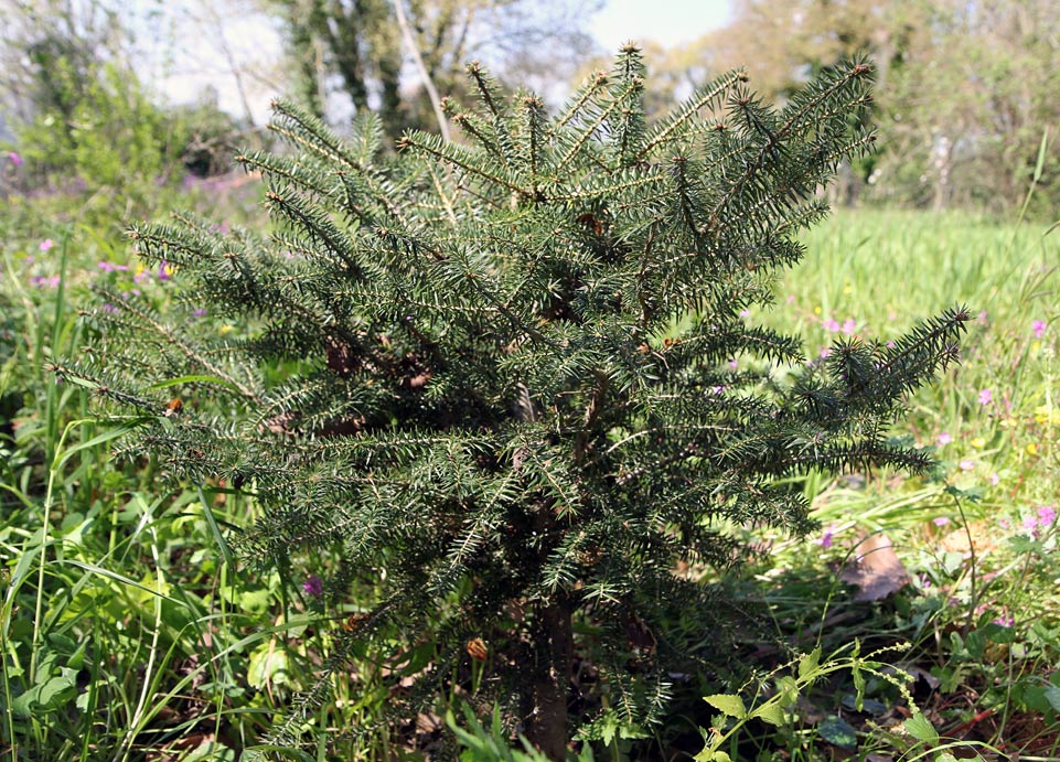 Image of Abies cephalonica specimen.