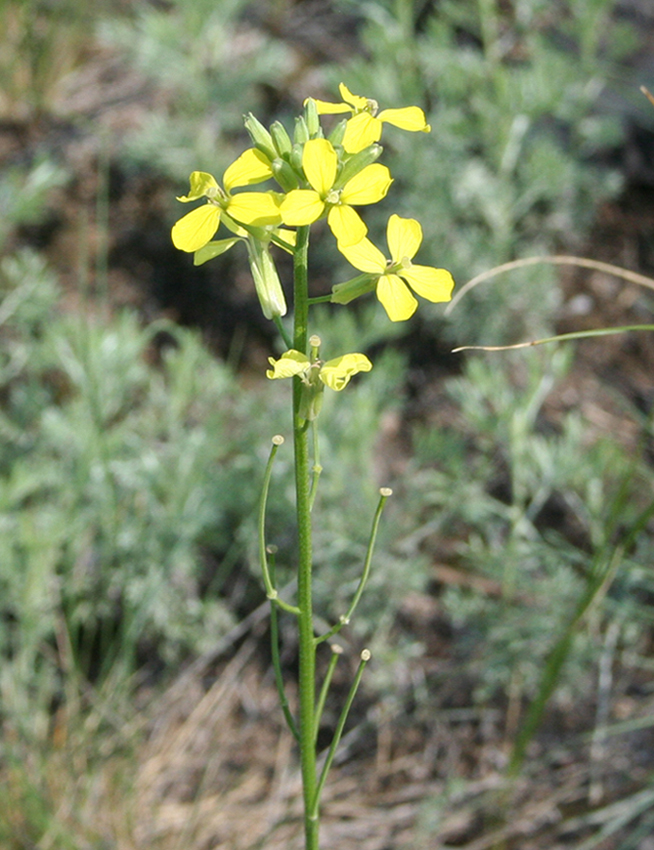 Image of Erysimum canescens specimen.