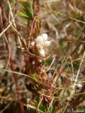 genus Cuscuta