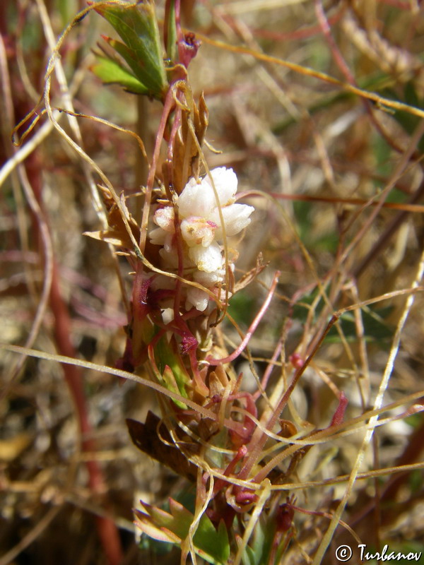 Image of genus Cuscuta specimen.