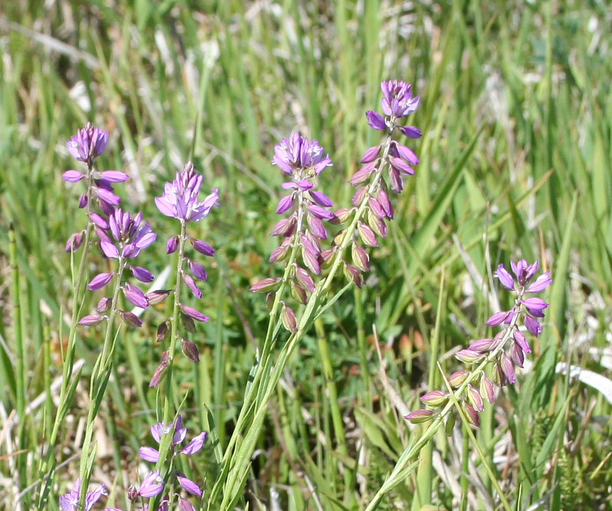 Image of Polygala comosa specimen.