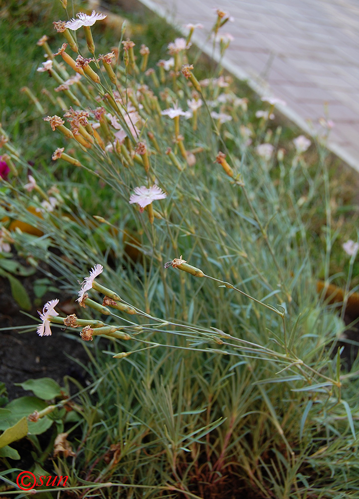 Image of genus Dianthus specimen.